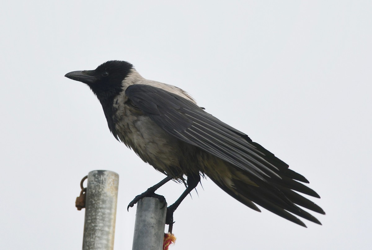 Hooded Crow - ML109353941