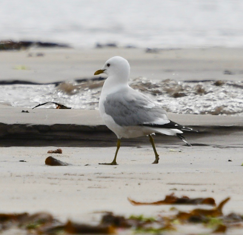 Common Gull (European) - ML109354521