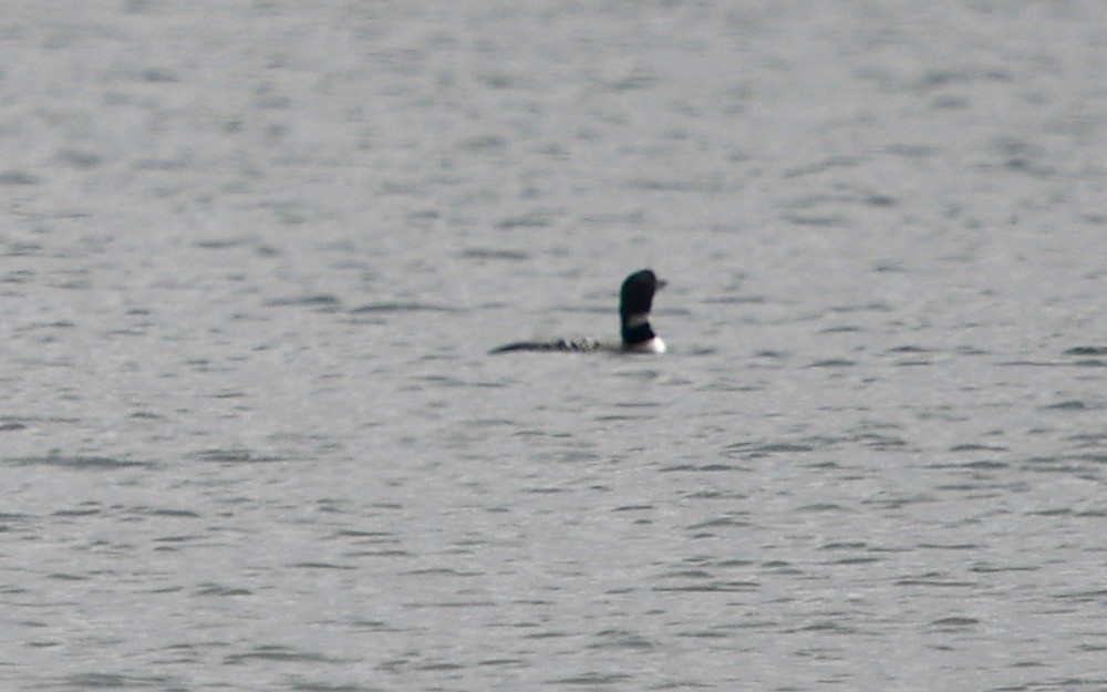 Common Loon - ML109354901