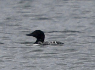 Common Loon - ML109355201