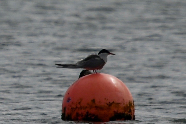 アジサシ（hirundo/tibetana） - ML109355671