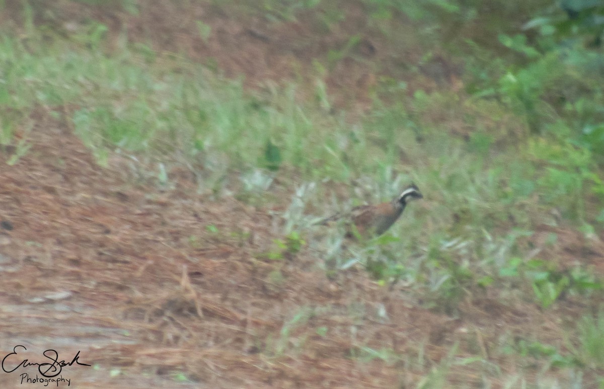 Northern Bobwhite - ML109355711