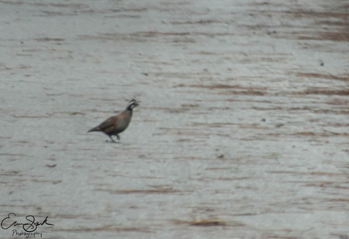 Northern Bobwhite - ML109355721