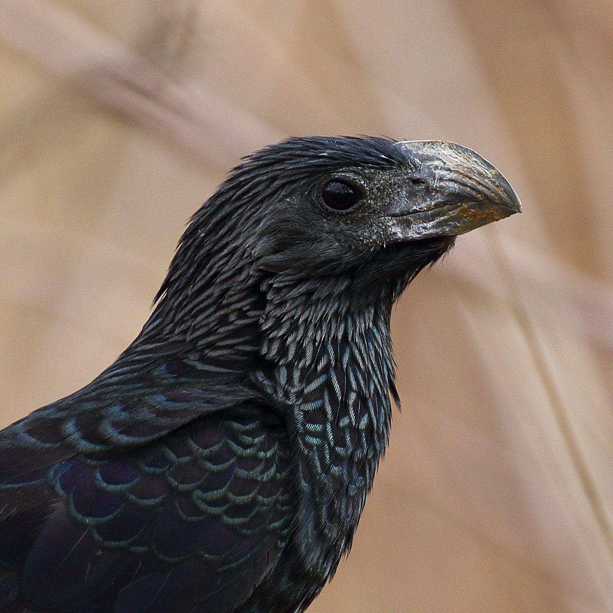 Groove-billed Ani - ML109355851