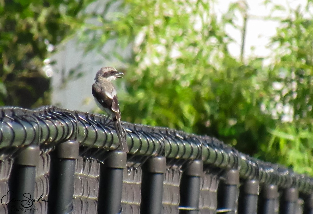 Loggerhead Shrike - ML109356211