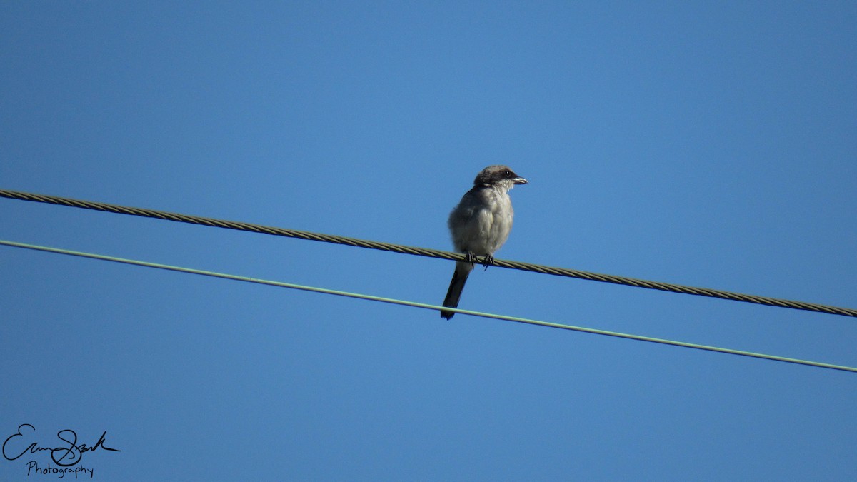 Loggerhead Shrike - ML109356231