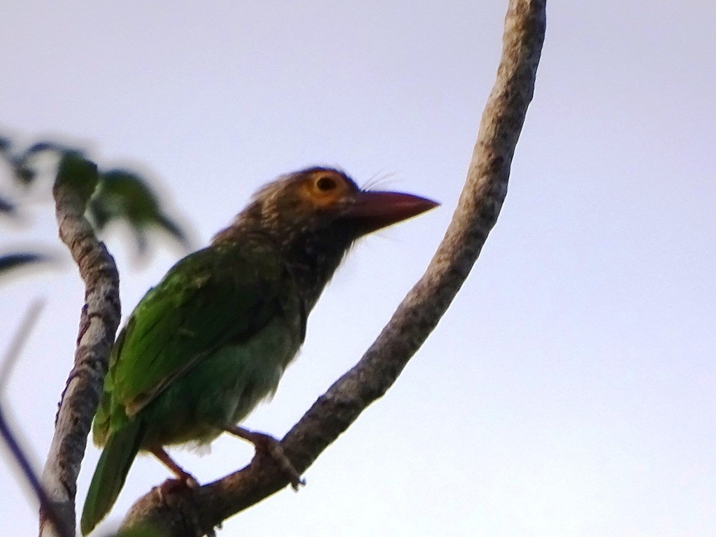 Brown-headed Barbet - Sreekumar Chirukandoth