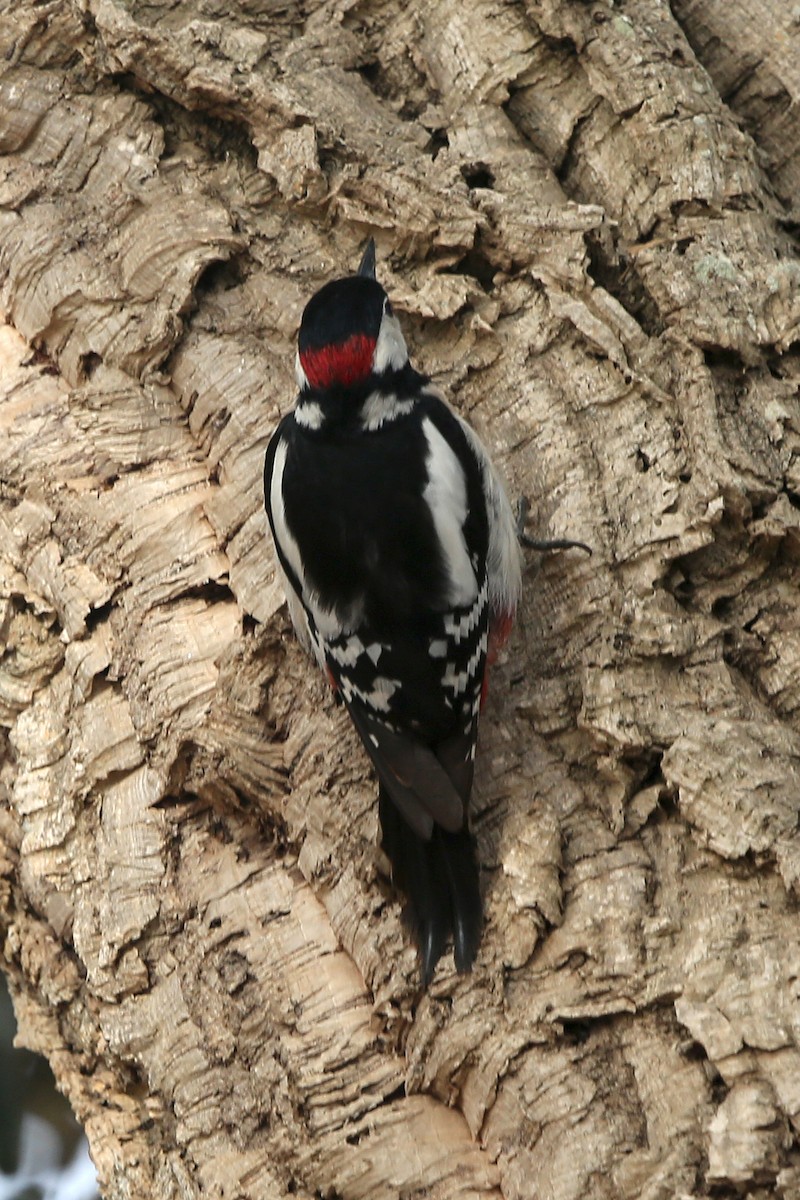 Great Spotted Woodpecker - ML109356851