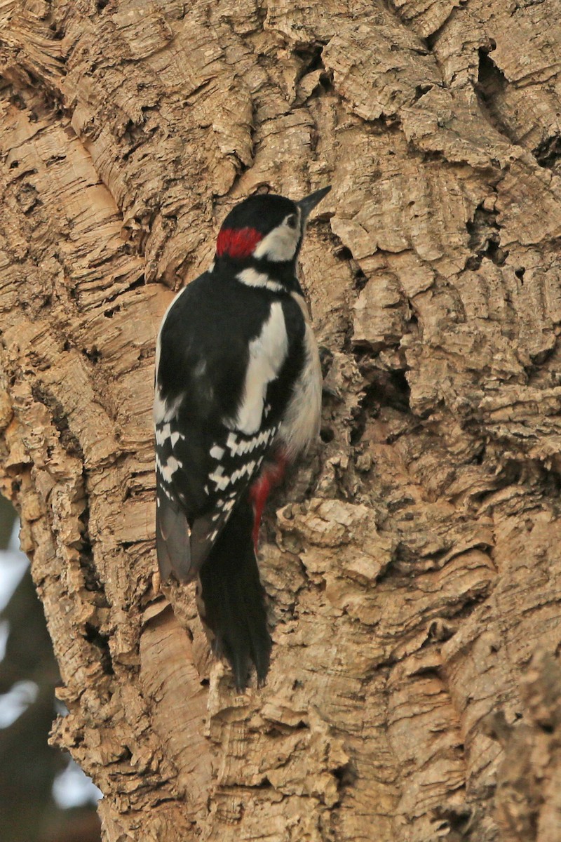 Great Spotted Woodpecker - ML109356871