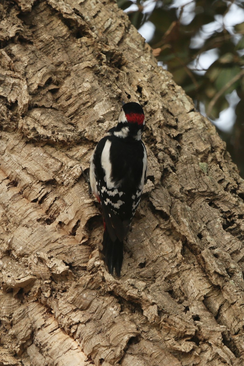 Great Spotted Woodpecker - ML109356881
