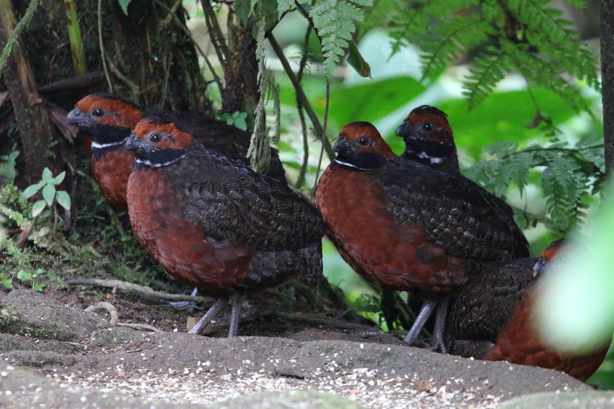 Rufous-fronted Wood-Quail - David Bird