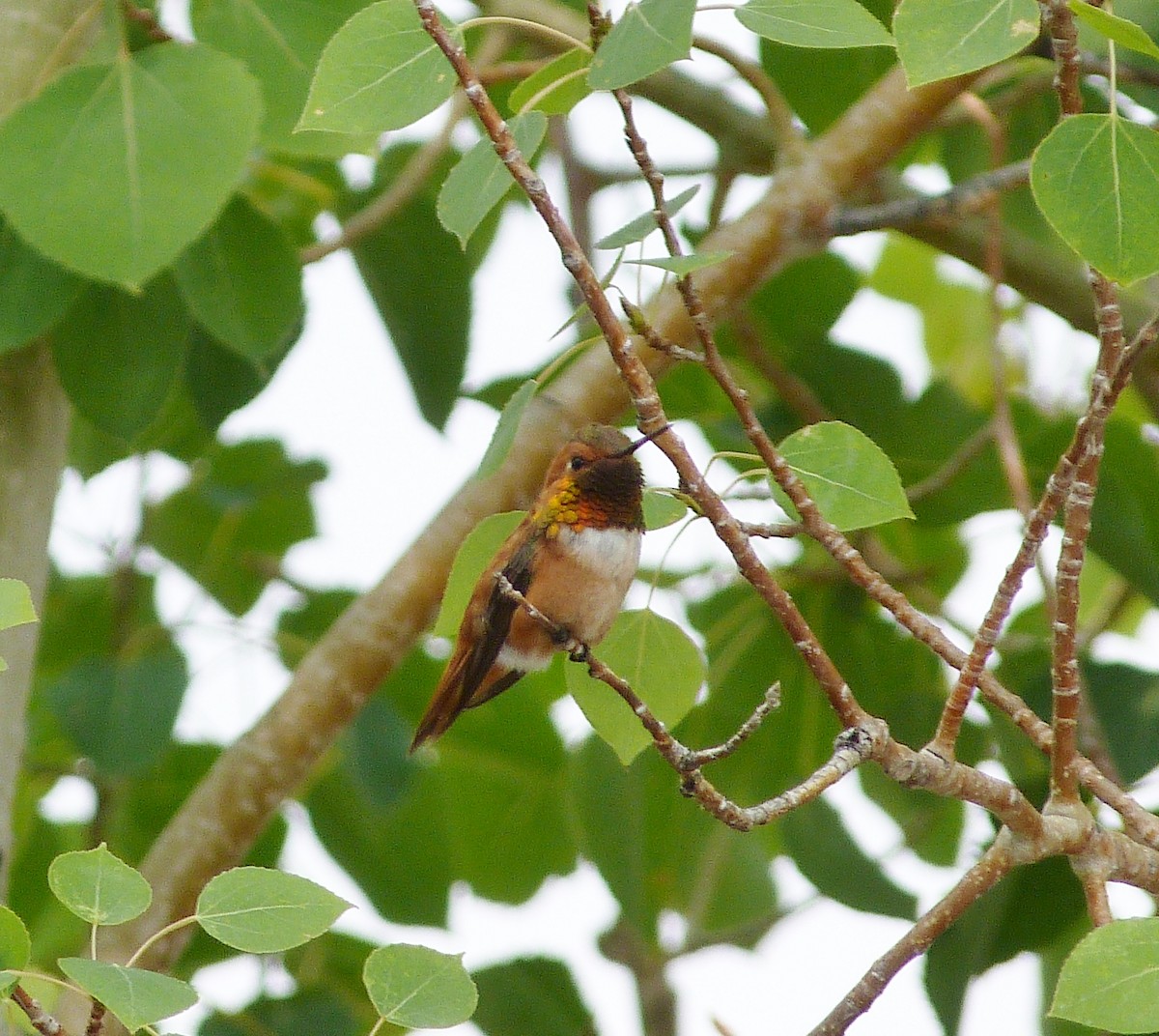 Rufous Hummingbird - Kenneth Stinchcomb