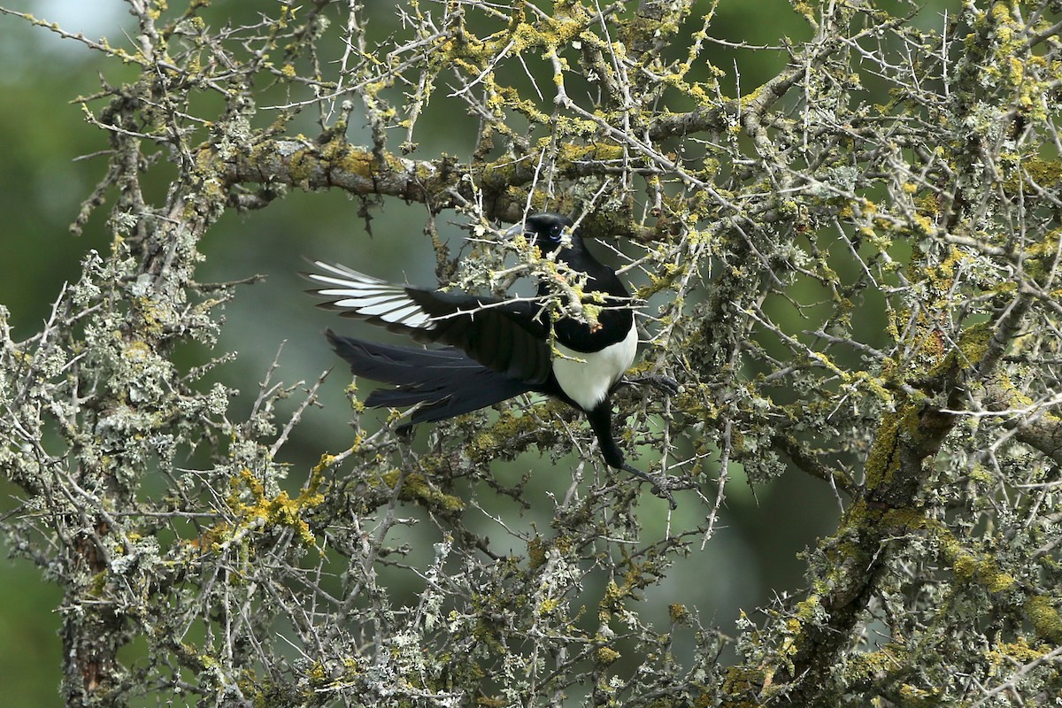 Maghreb Magpie - ML109359351