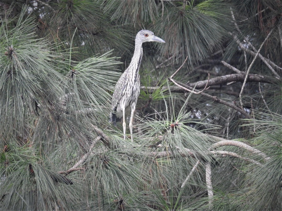 Yellow-crowned Night Heron - ML109359751