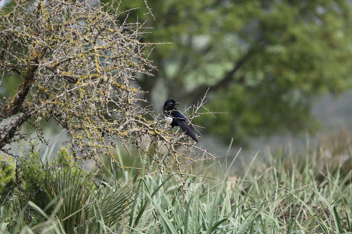 Maghreb Magpie - ML109359781
