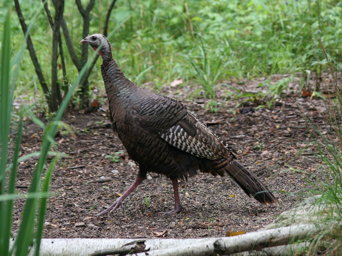 Wild Turkey - ML109361191