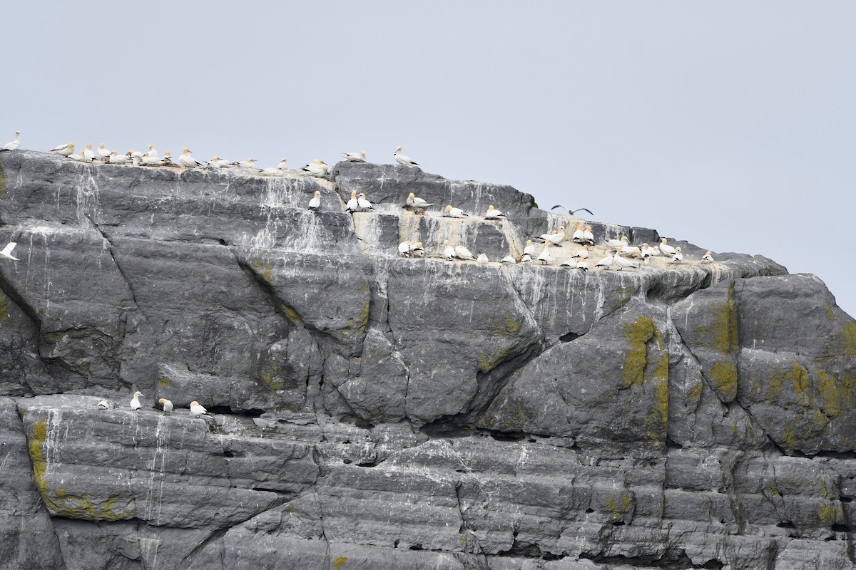 Northern Gannet - ML109361531