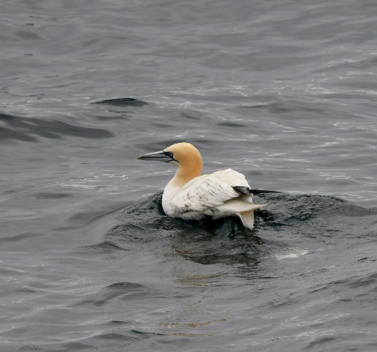 Northern Gannet - ML109361651