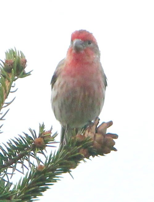 House Finch - ML109363571