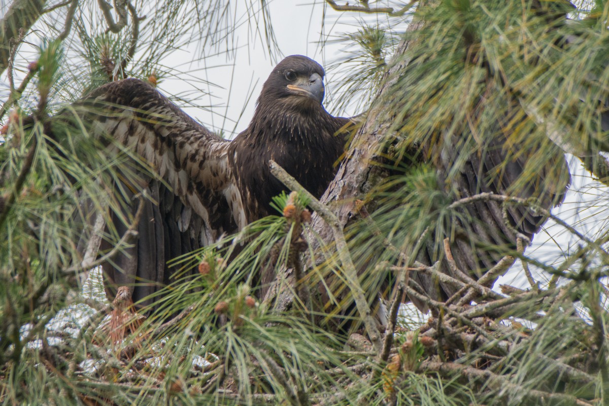 Bald Eagle - ML109364571