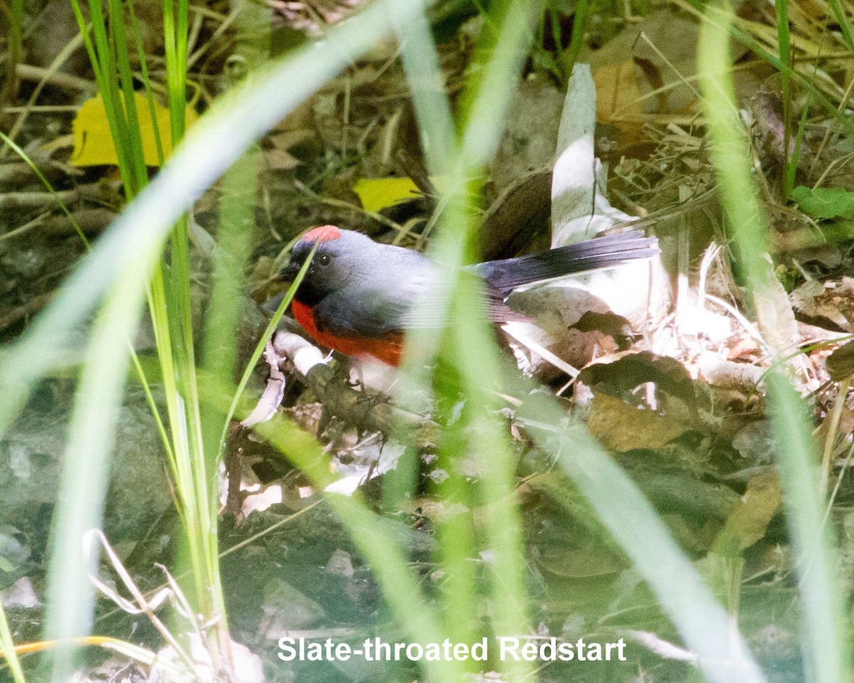 Slate-throated Redstart - Anne Olsen
