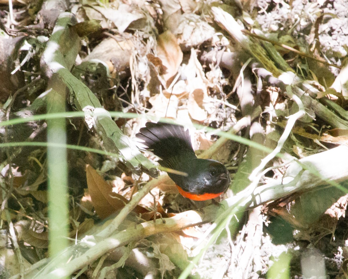 Slate-throated Redstart - ML109366371