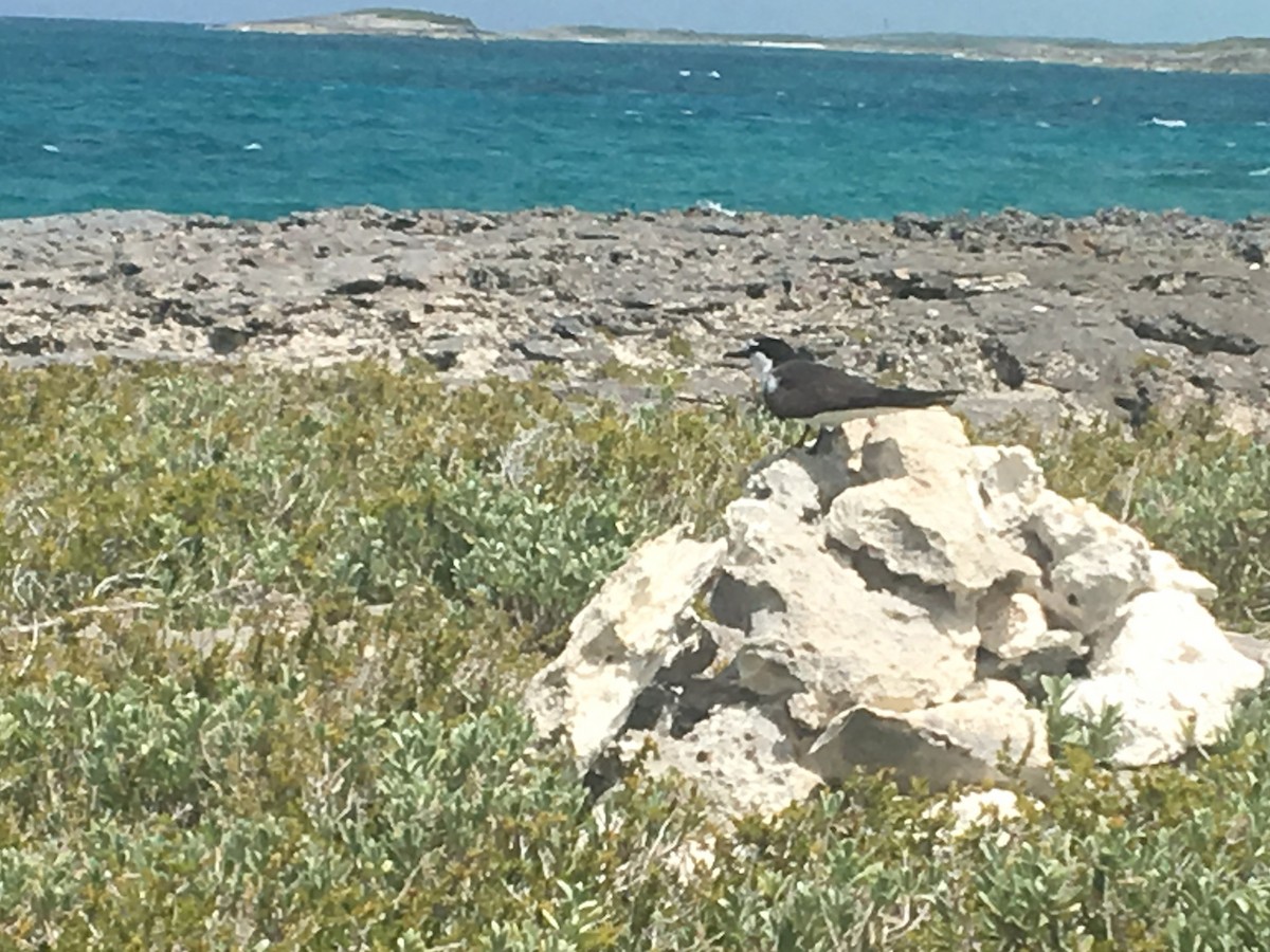 Bridled Tern - Ron Burkert