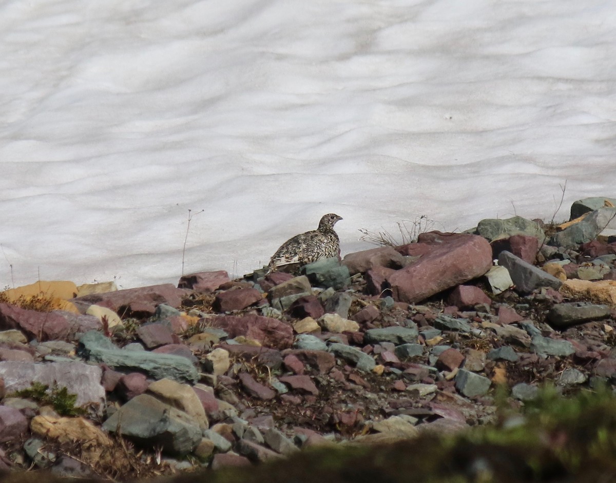 White-tailed Ptarmigan - ML109373071