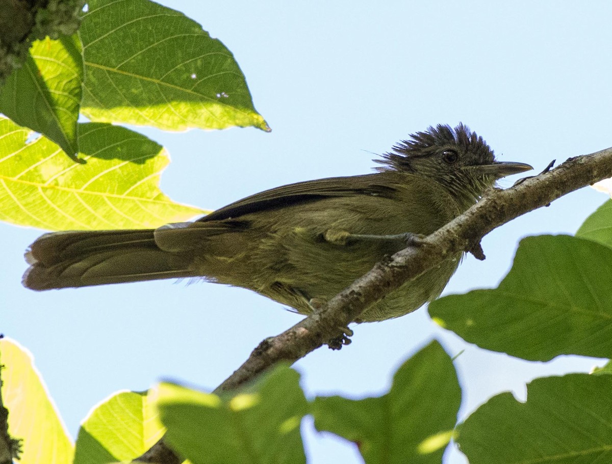 Toro Olive-Greenbul - Simon Carter