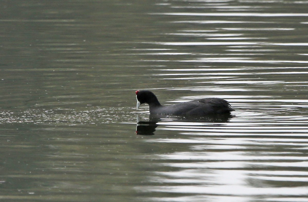 Red-knobbed Coot - ML109375201