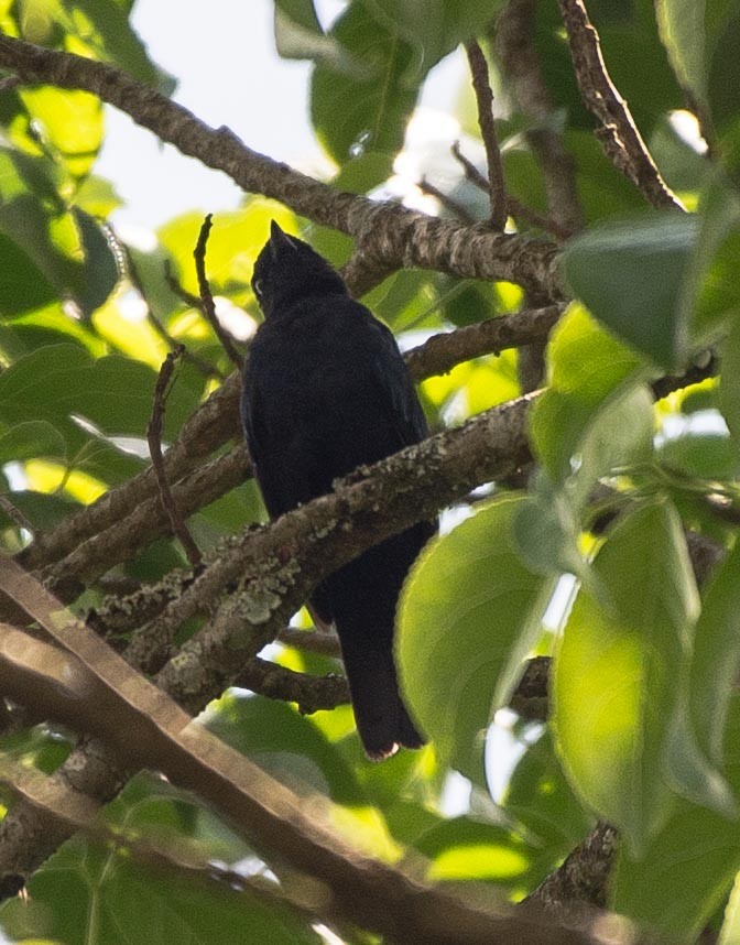 Purple-throated Cuckooshrike - ML109375261