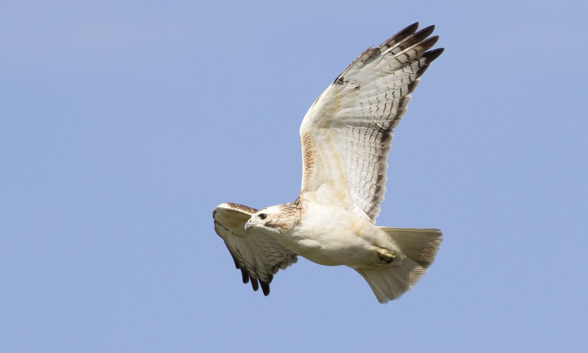 Red-tailed Hawk (Krider's) - Brian Sullivan