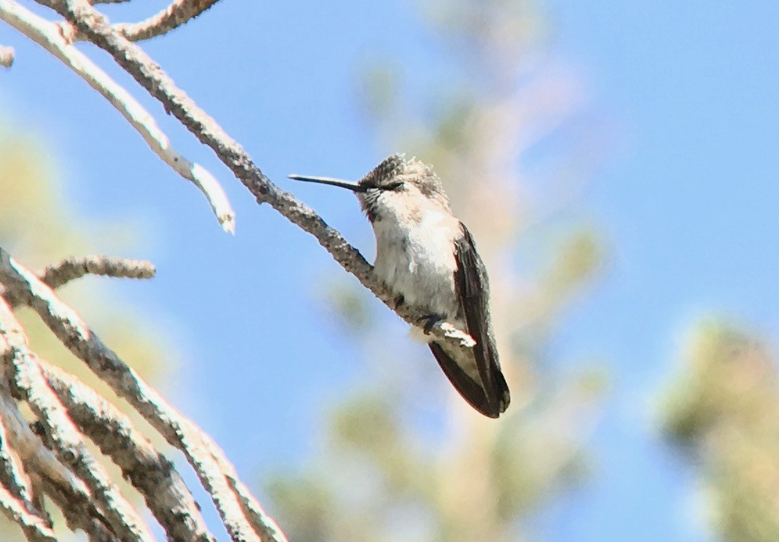 Costa's Hummingbird - ML109378531