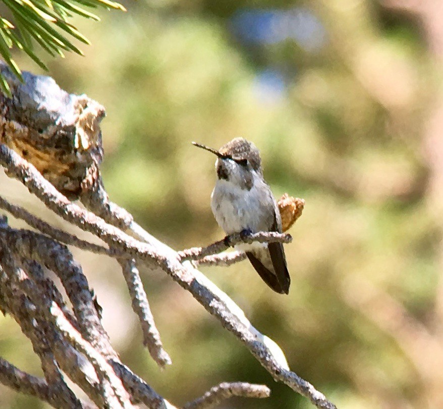 Costa's Hummingbird - George Gibbs