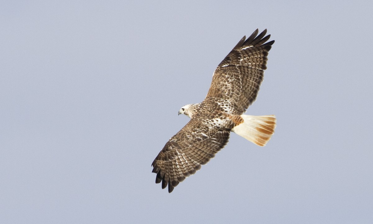 Red-tailed Hawk (Krider's) - Brian Sullivan