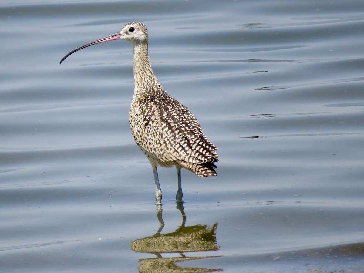 Long-billed Curlew - ML109380111