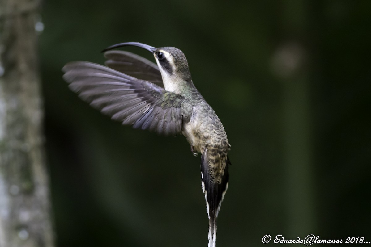 Long-billed Hermit - Jorge Eduardo Ruano