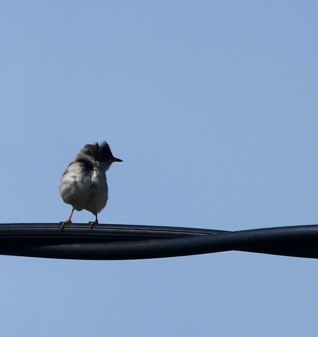 Greater Whitethroat - ML109380761