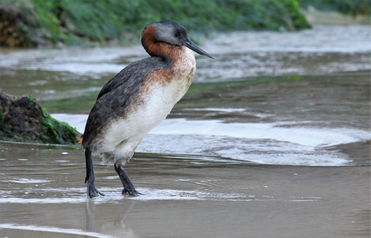 Great Grebe - ML109381281