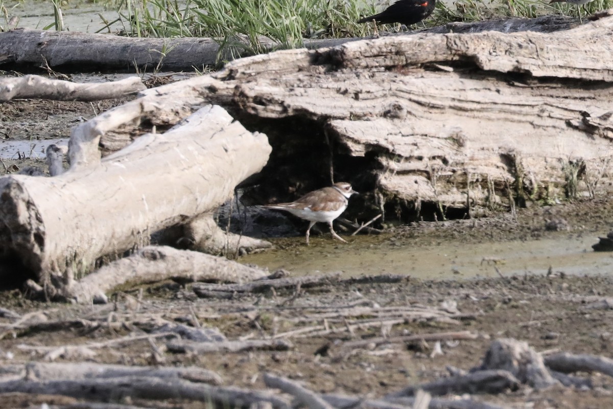 Killdeer - ML109382011