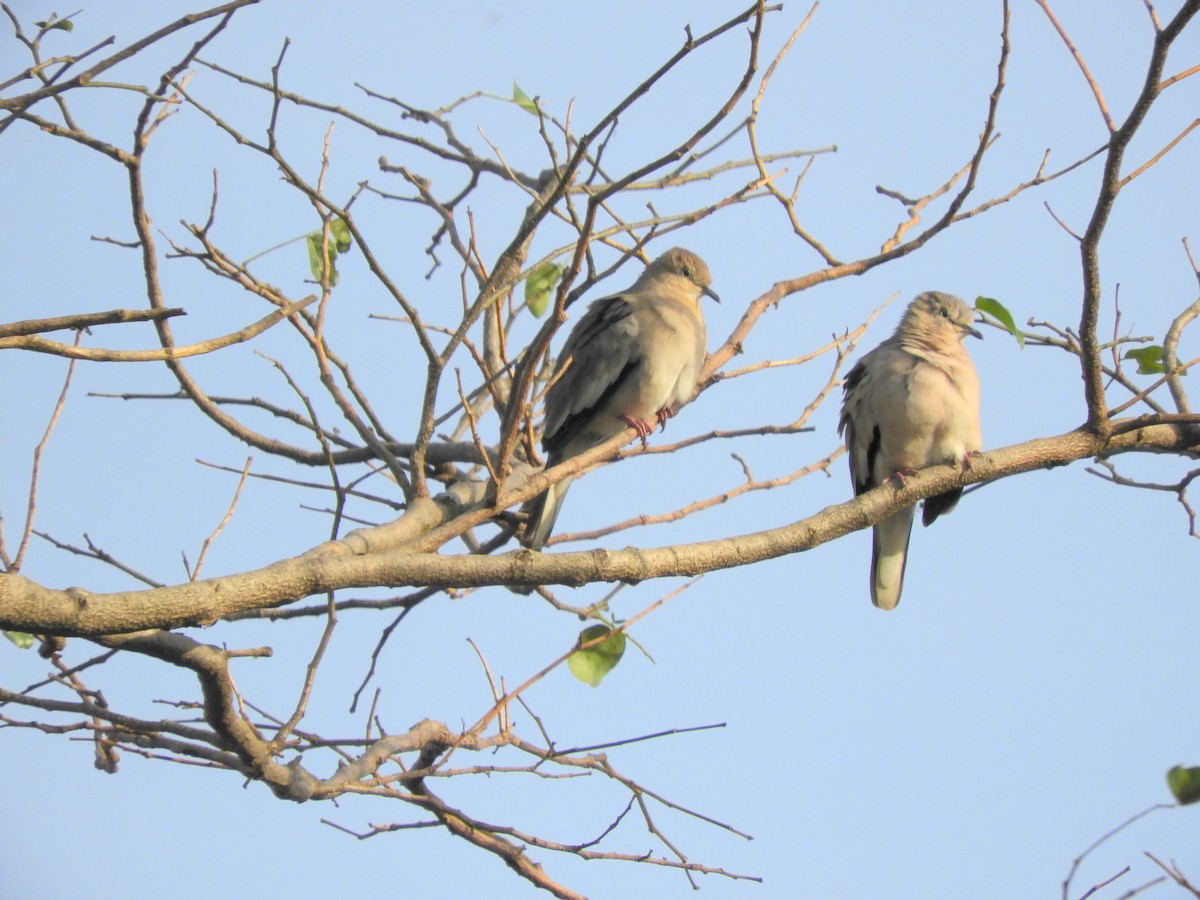 Picui Ground Dove - ML109382281