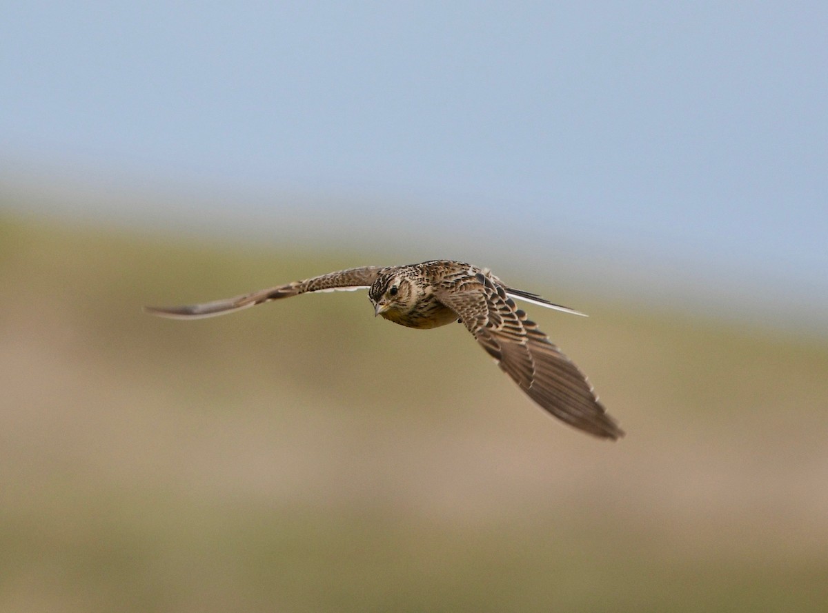 Eurasian Skylark (European) - ML109383311