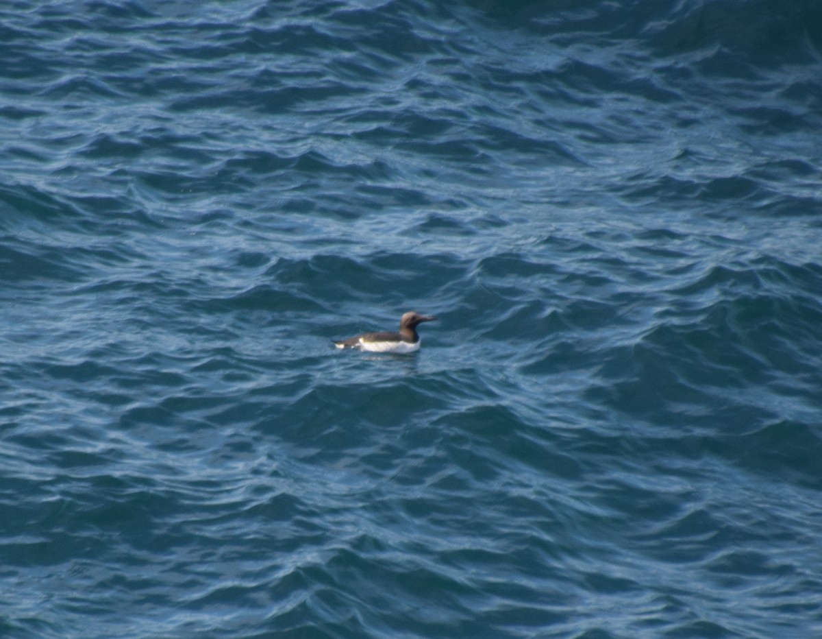 Common Murre - ML109384401