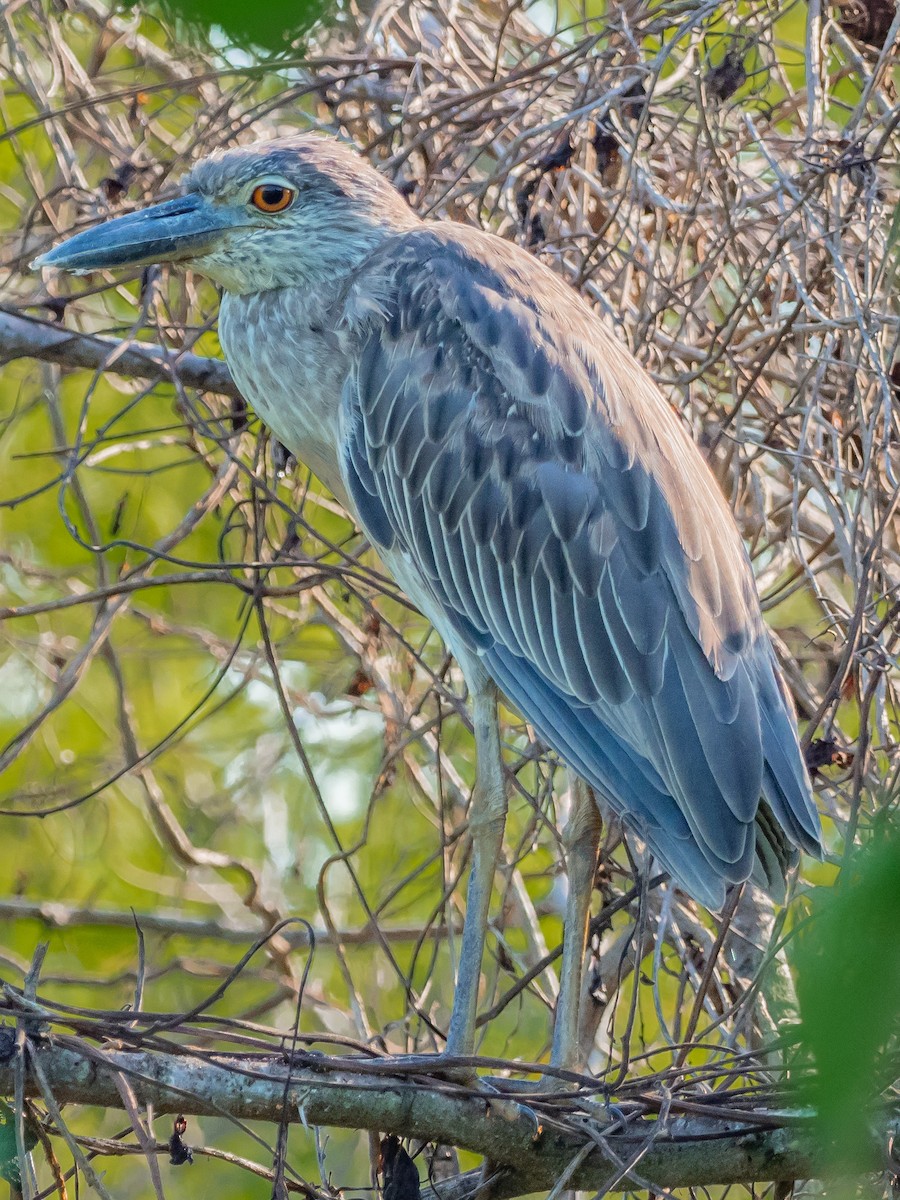 Yellow-crowned Night Heron - ML109385631