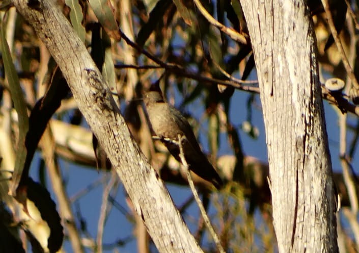 Giant Hummingbird - ML109385781