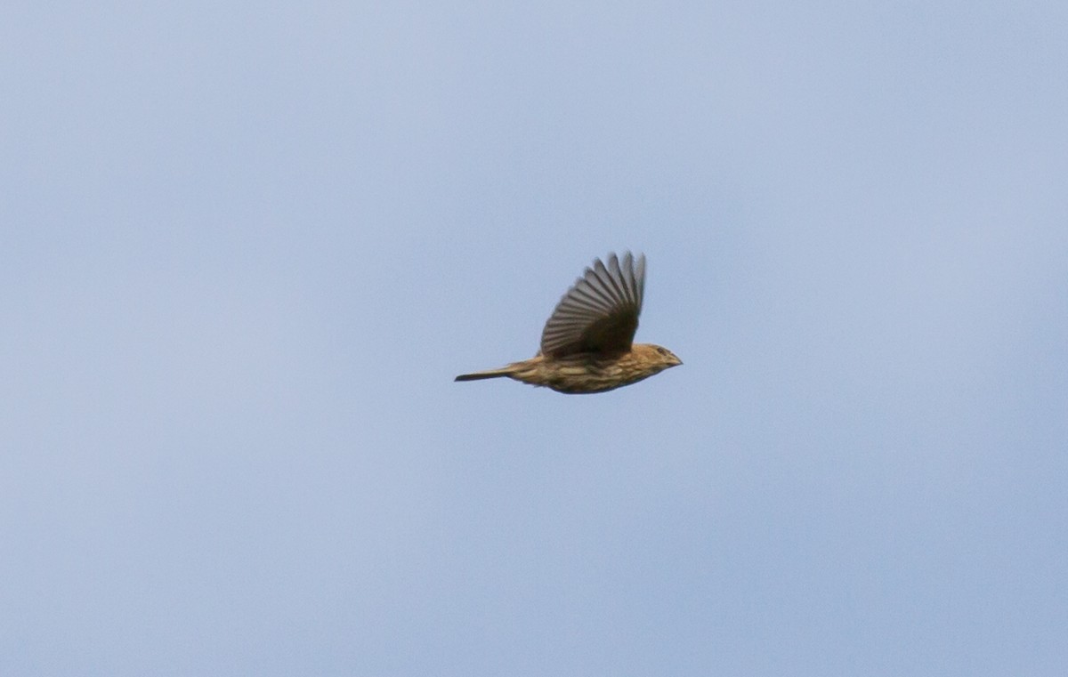 House Finch - ML109386211