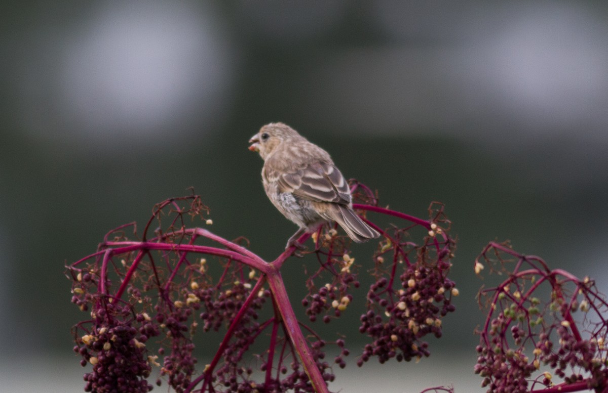 House Finch - Nick Pulcinella