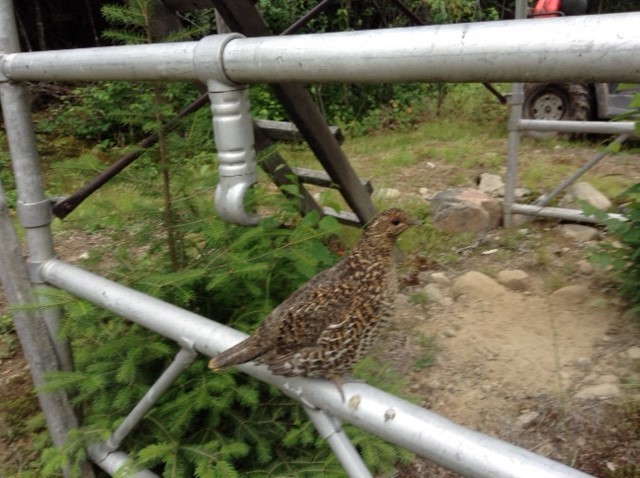 Spruce Grouse - ML109387361