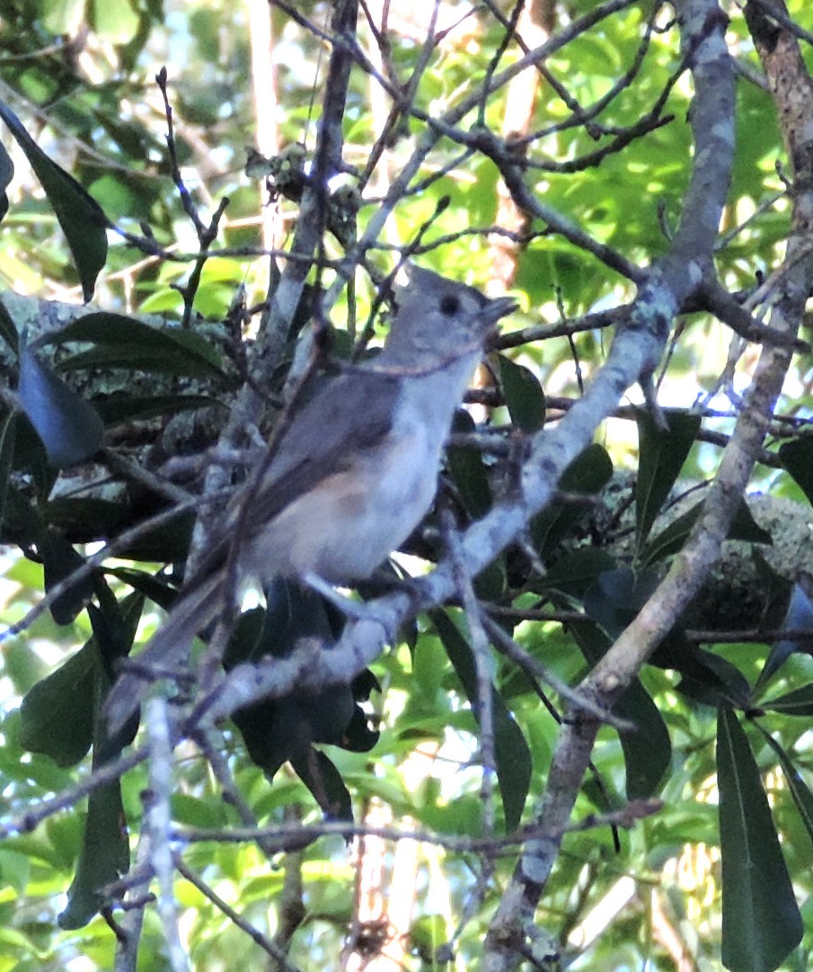 Tufted Titmouse - ML109391121