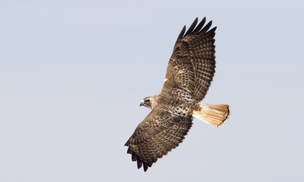 Red-tailed Hawk (Krider's) - Brian Sullivan